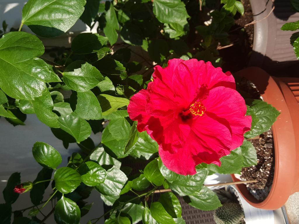 Hibiscus Guest House Budva Kültér fotó