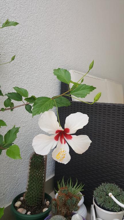 Hibiscus Guest House Budva Kültér fotó